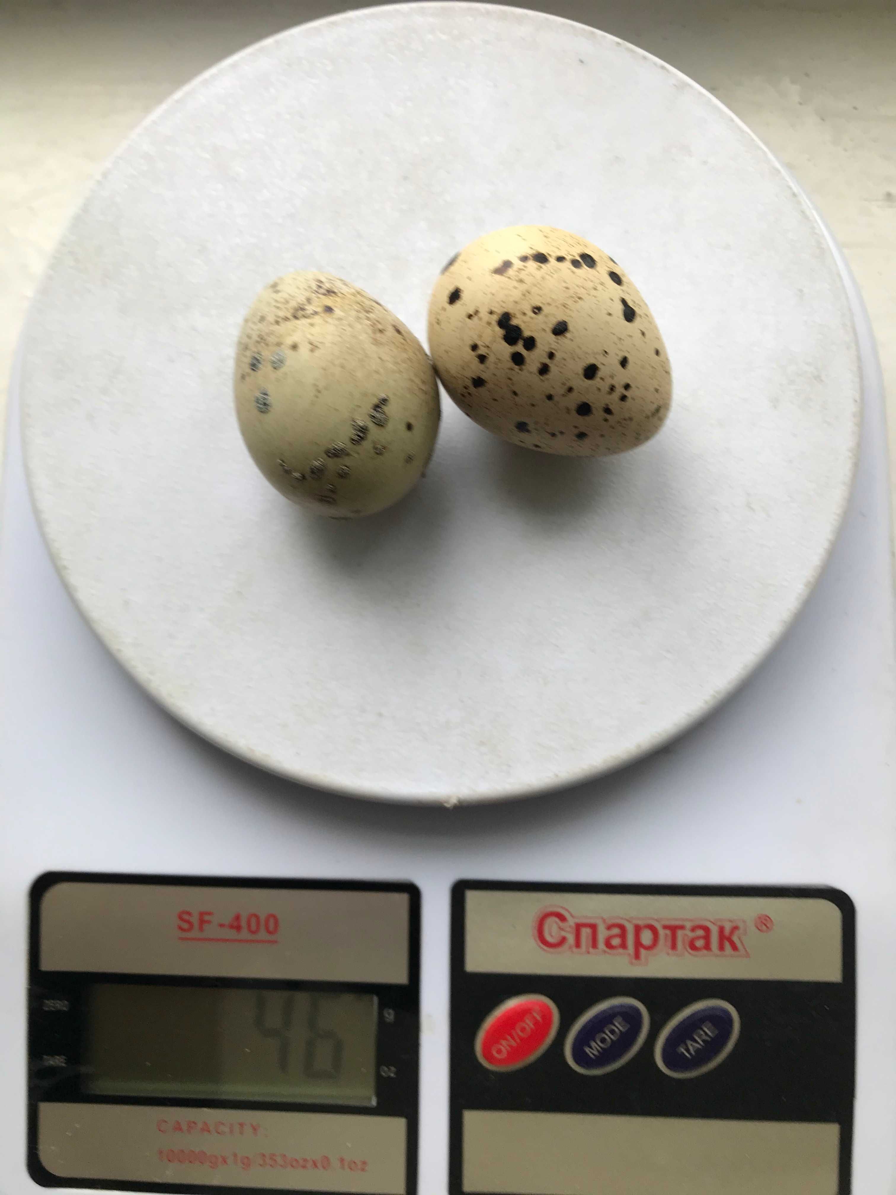 Яйцо перепелиное инкубационное качественное,перепела, несушки, молодня