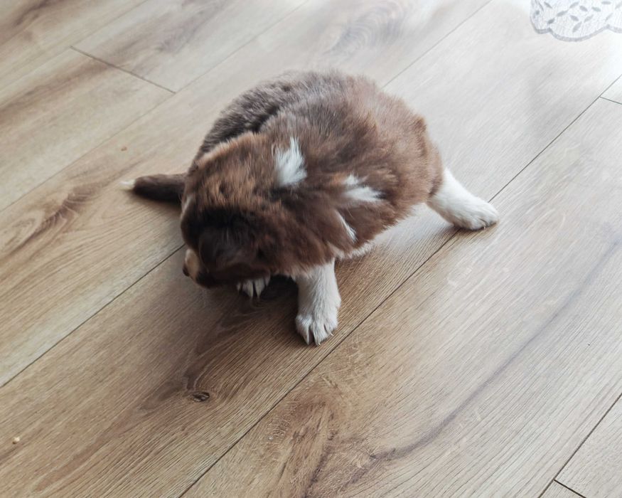 Szczeniak Border Collie
