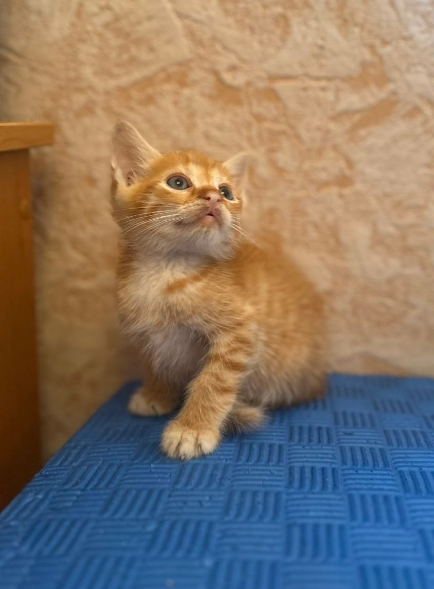 Отдам рыжего котёнка-мальчика