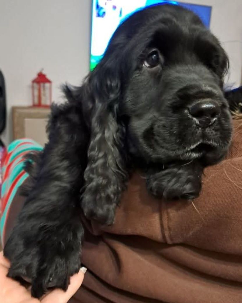 Cocker spaniel angielski Gotowy do zmiany domu