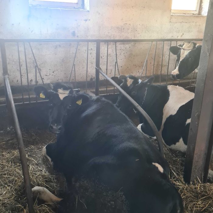 Sprzedam krowy, likwidacja stada