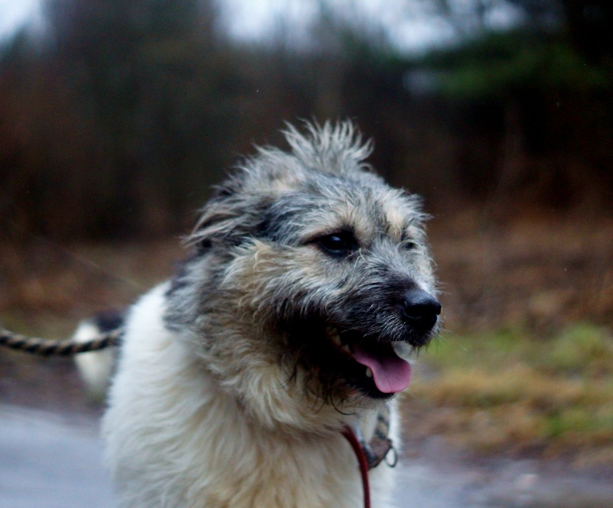 Luna vel Krówka - piękna, terrierkowata sunia szuka domu