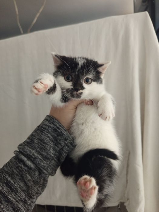 Młoda koteczka Nel szuka domu