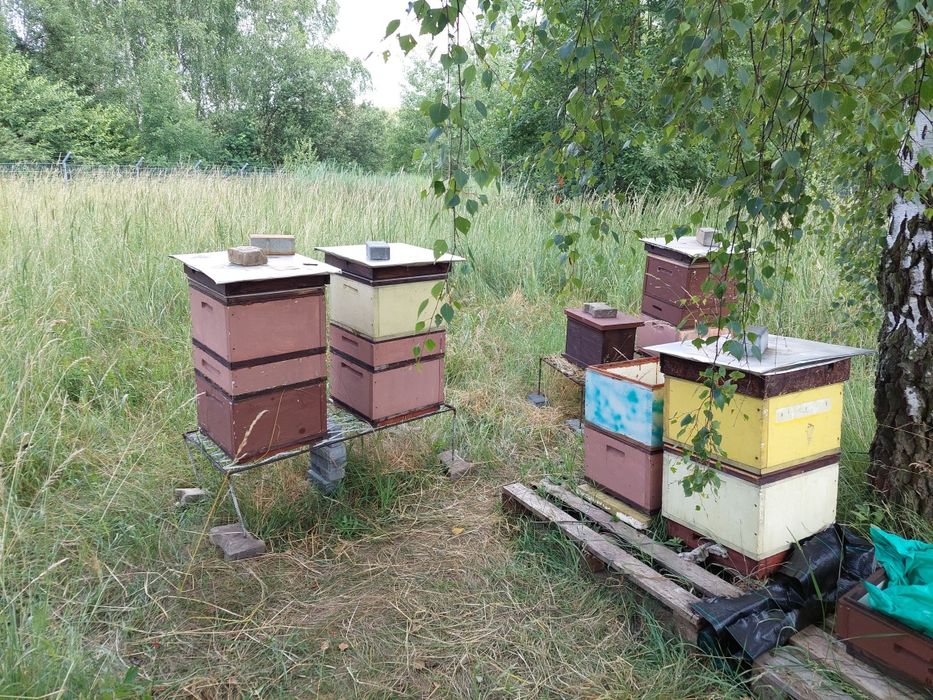 Rodziny pszczele, pasieka