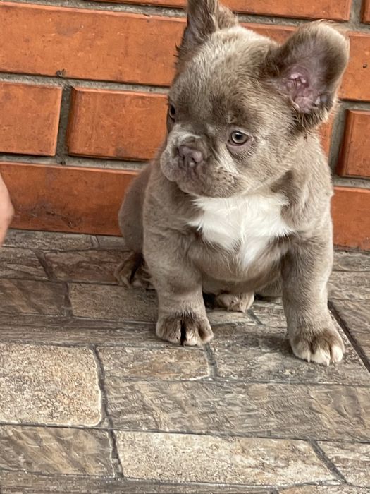 Красавица француженка флаффи Изабелла