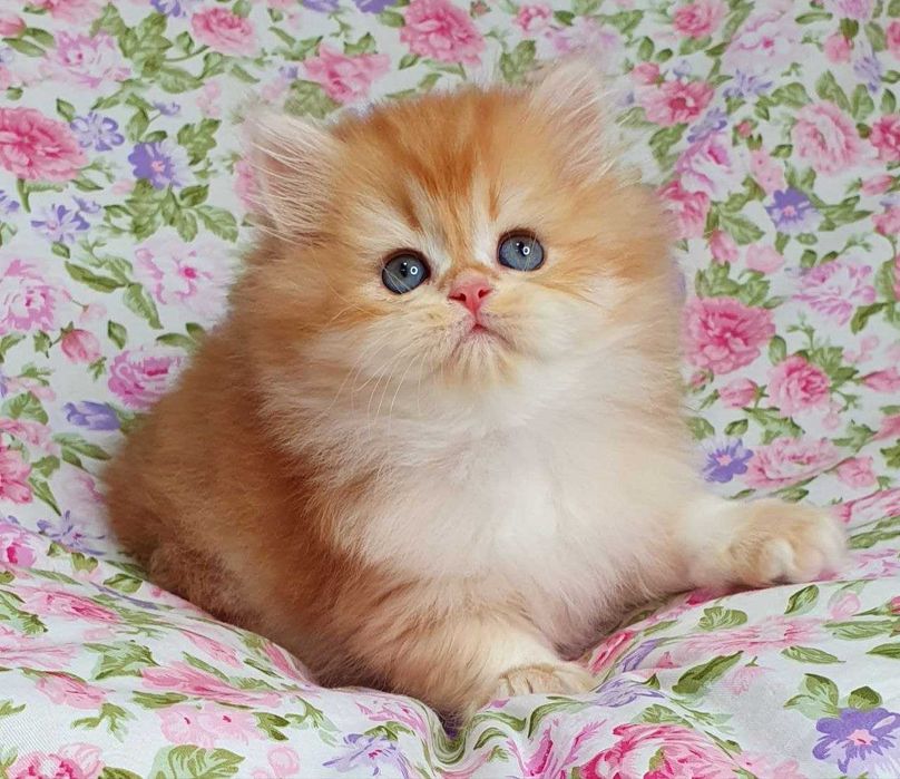 Золоті Британські довгошерсті хлопчик Круасан та Карамелька