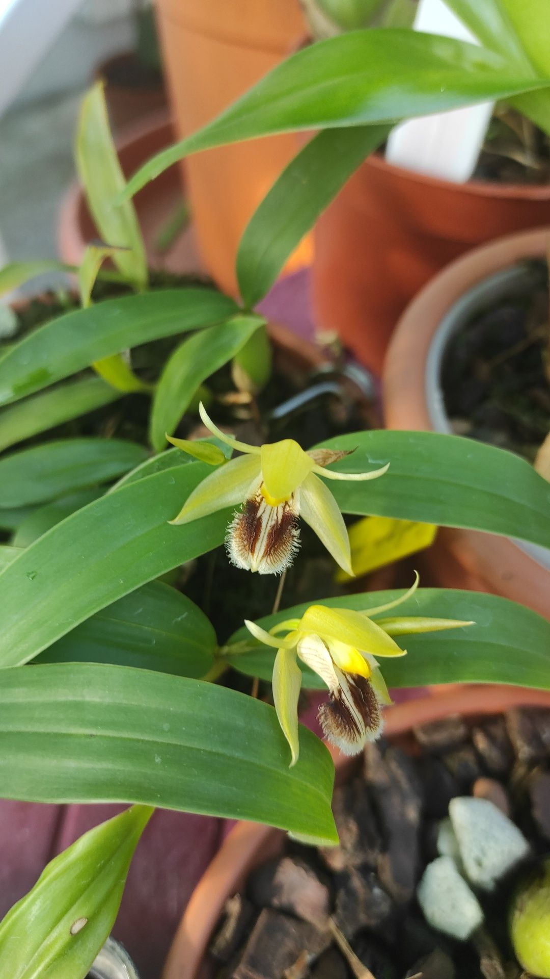 Coelogyne fimbriata