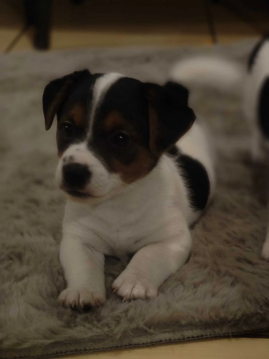 Jack russel qualidade