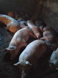 Продам свині живою вагою вирощені без хімії