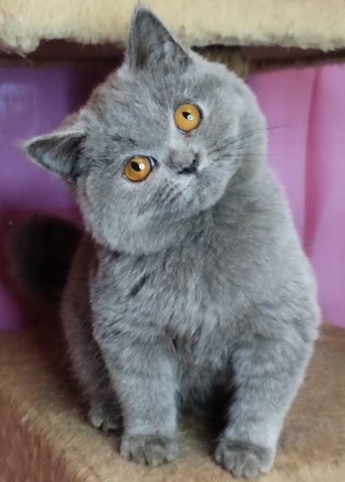 Чистокровна шотландська принцеса Плюша з ВАКЦИНАЦІЄЮ