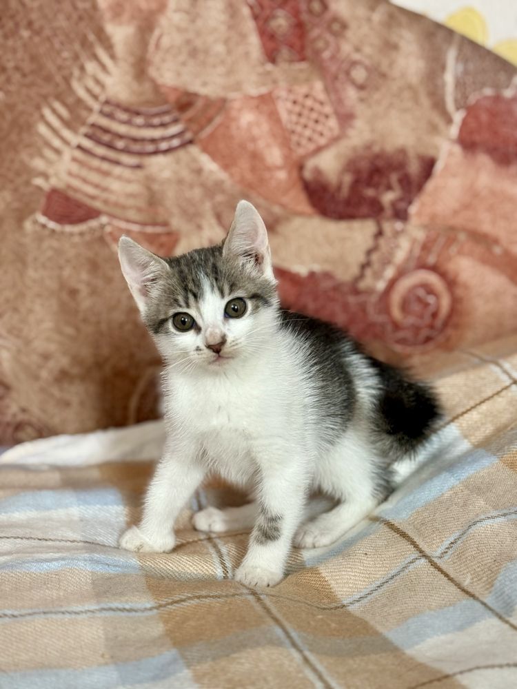 Кошенята шукають дім