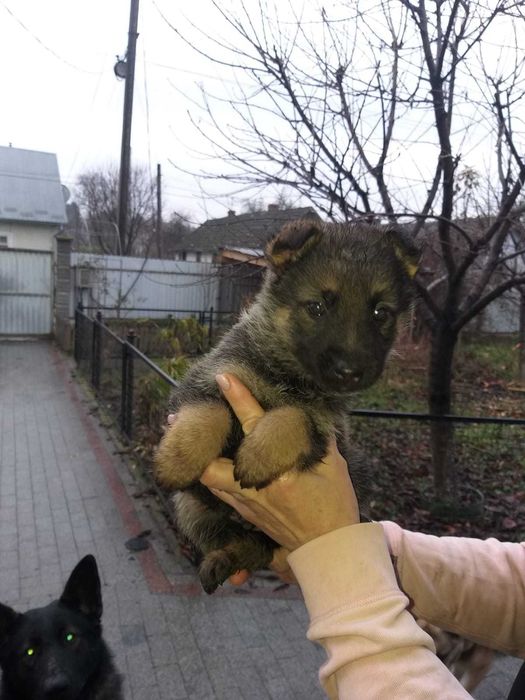 цуценята німецької вівчарки