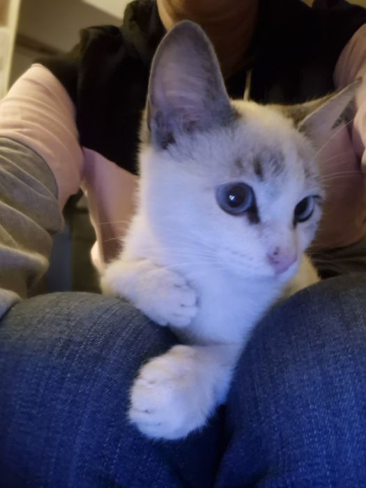 PARA ADOÇÃO Responsável