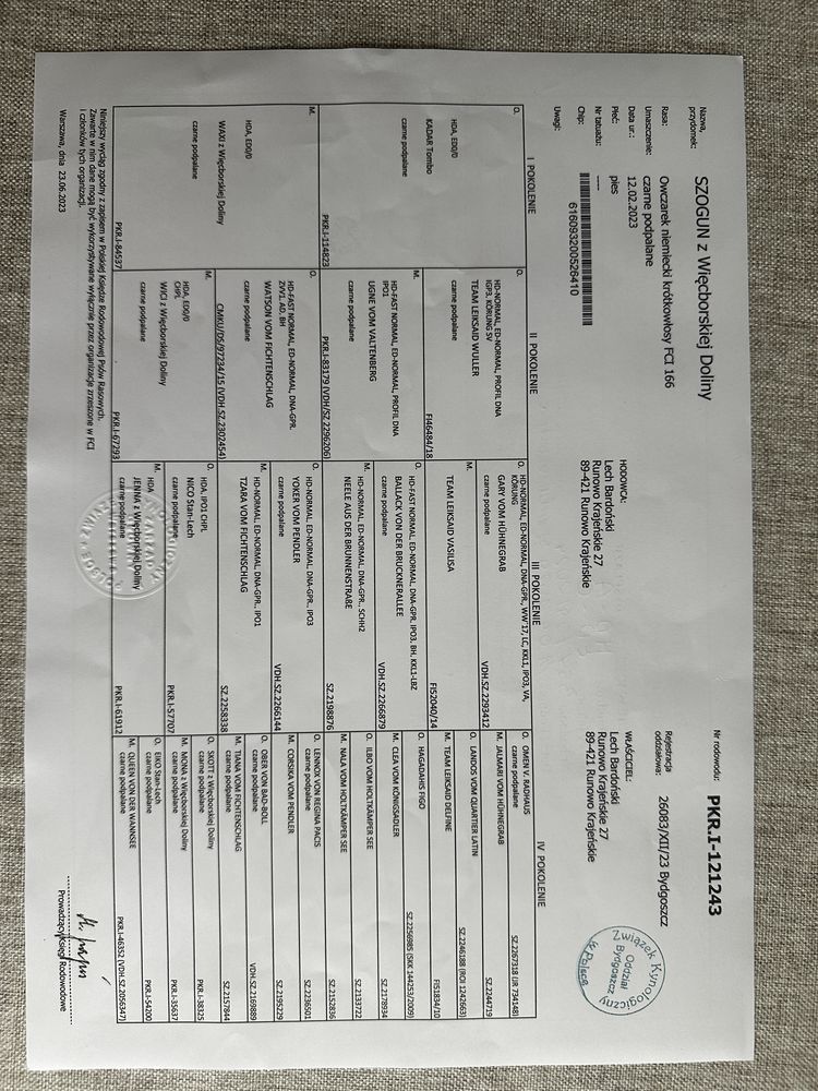 Owczarek Niemiecki / Młody PIES / Rodowód FCI / Krótkowłosy