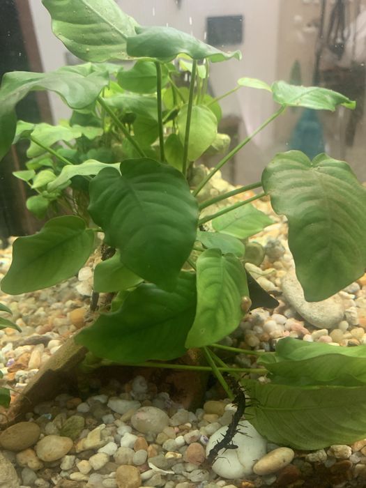 Anubia Anã - planta de aquario XL 20 cm