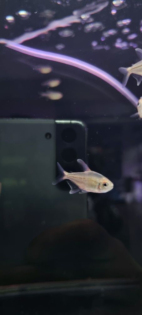 Błyszczyk brylantowy (tetra diamentowa)