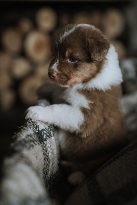 Owczarek australijski typ amerykański