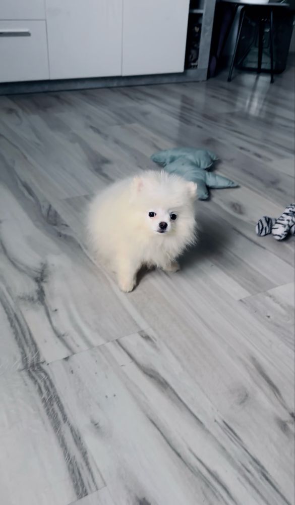 **Chico** szpic miniaturowy, pomeranian, malutki piesek
