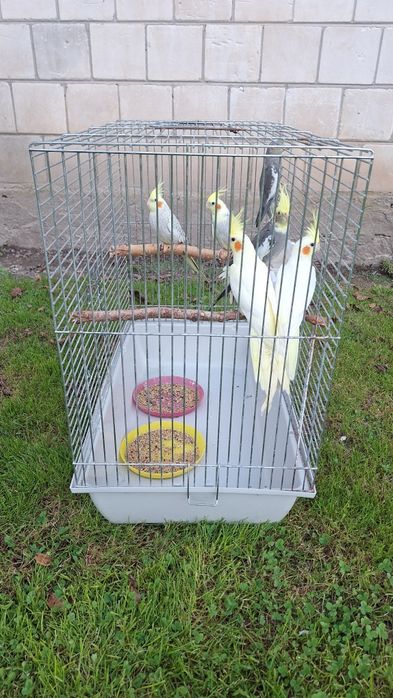 Klatka na papugi nimfy faliste klatka dla papug