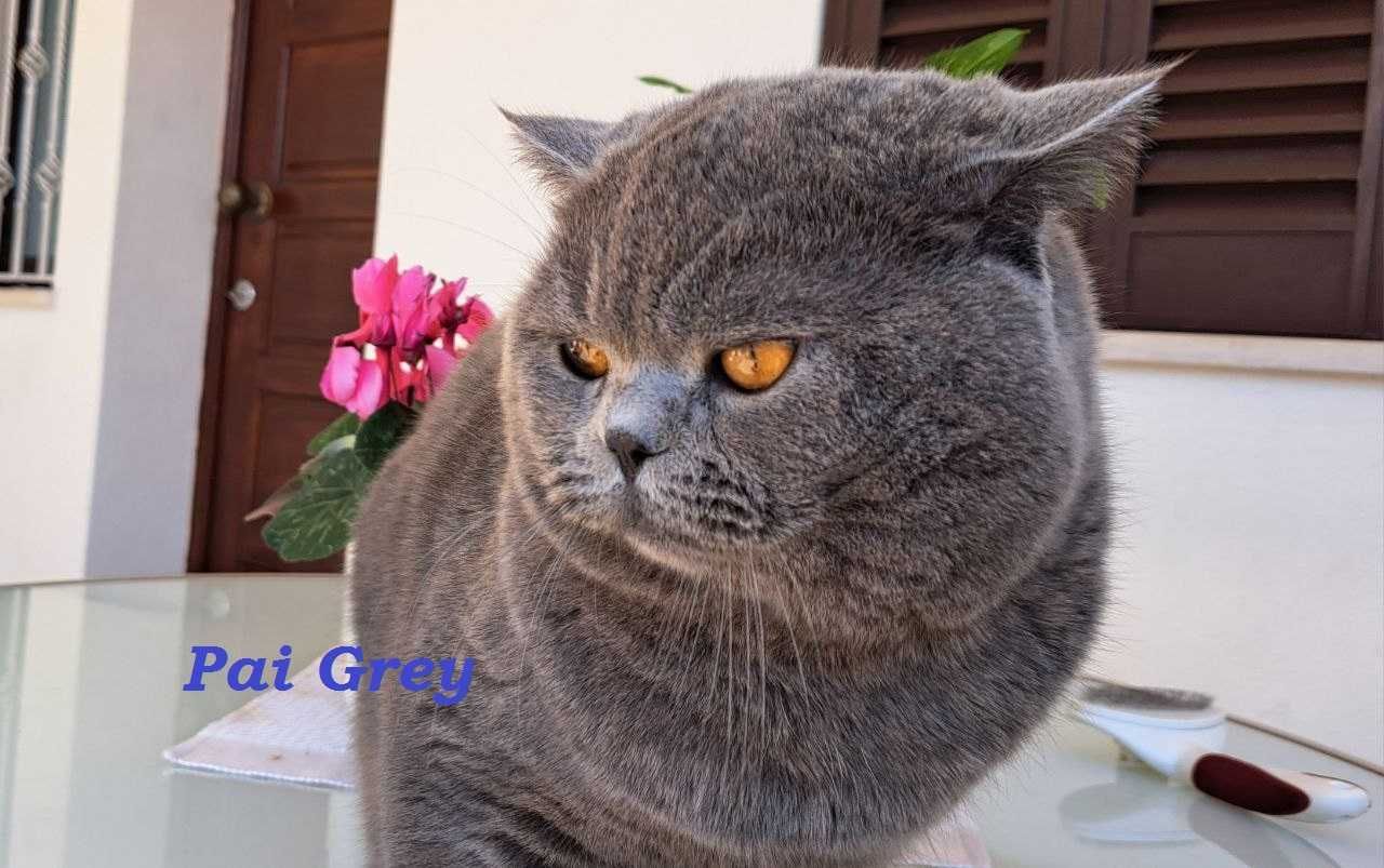 Gatinho Scottish Straight azul