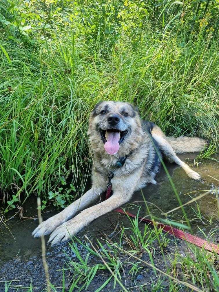 Piesek Hagi szuka wymarzonego domku