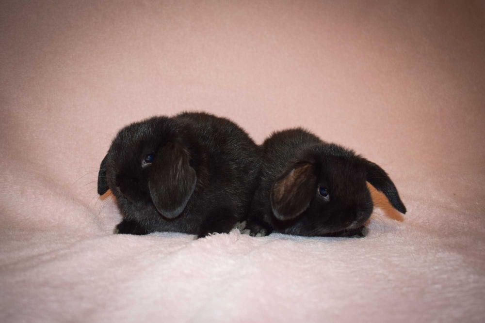 Mini Lop - Baranek miniaturka