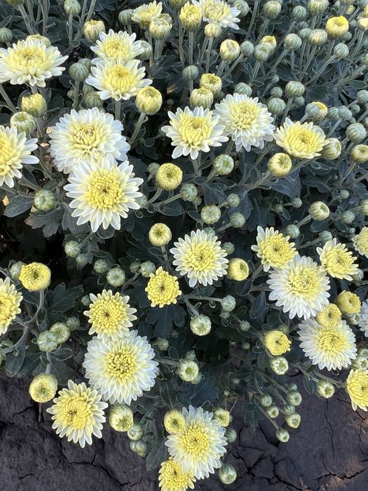 Продам хризантему у горшиках