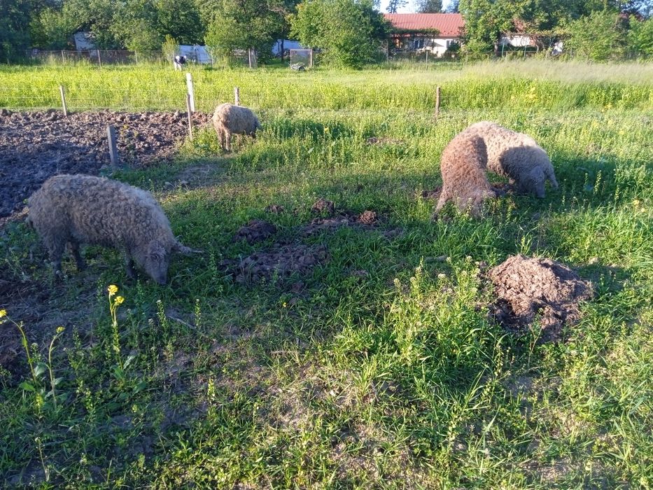Сало мангалиці угорської