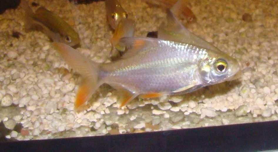 Brzanka wielka Barbonymus schwanenfelda