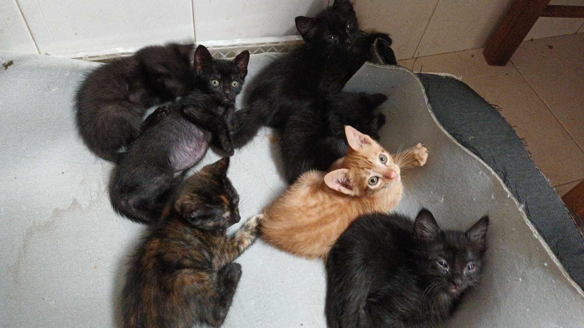 Gatinhos para adoção responsável