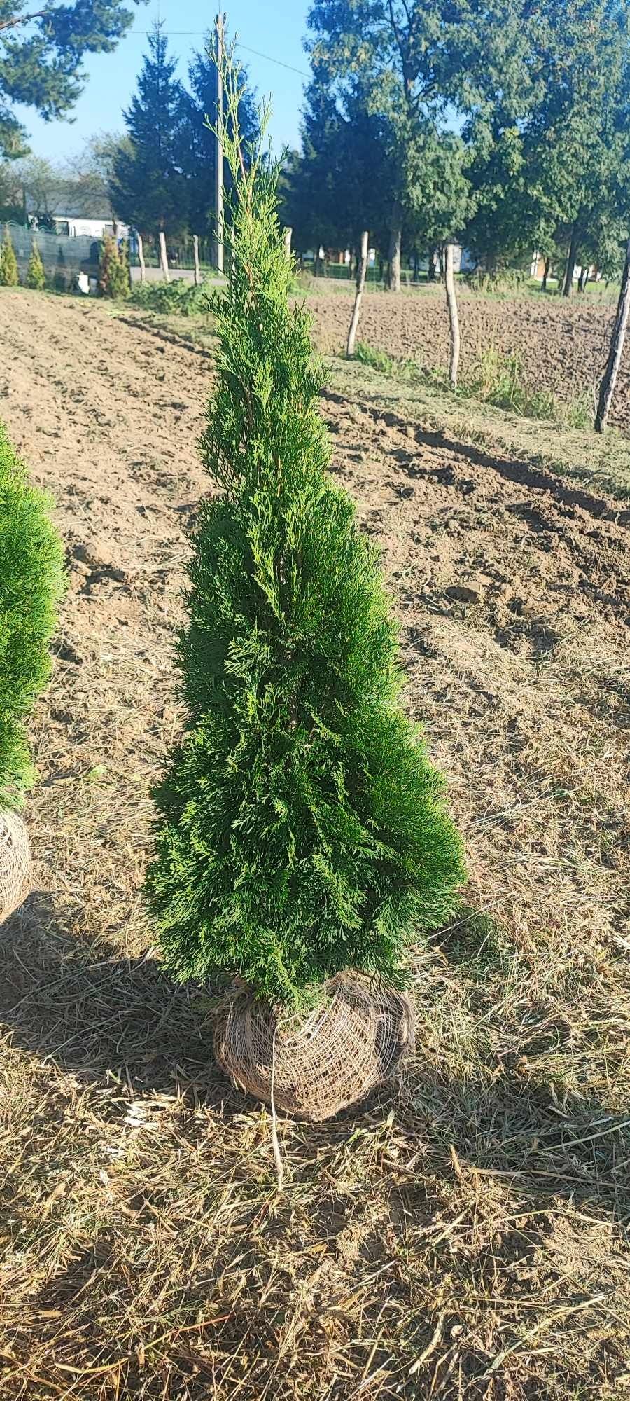Sprzedam Thuja Szmaragd