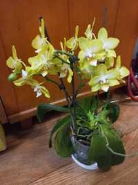 Орхидея аромо, микс.