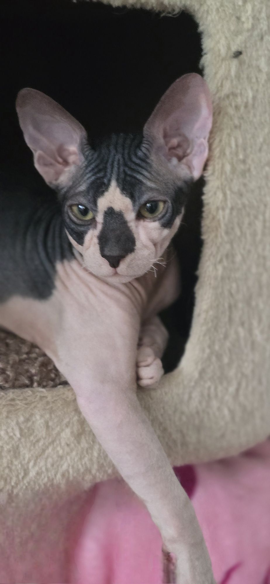WCF DON Sphynx kotek