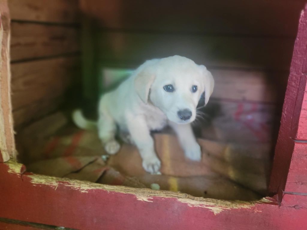 Api w typie labladora do adopcji