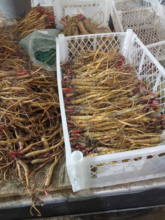 Sadzonki rabarbaru malinowego Lider