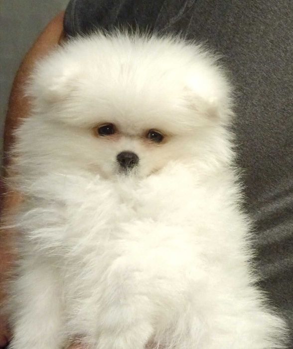 Szpic miniaturowy, pomeranian