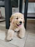 Golden retriever  menino qualidades