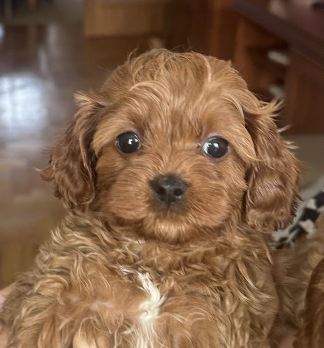 Cavapoo malutki chłopec Cavalier + Toy