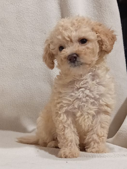 Шикарная Девочка пудель