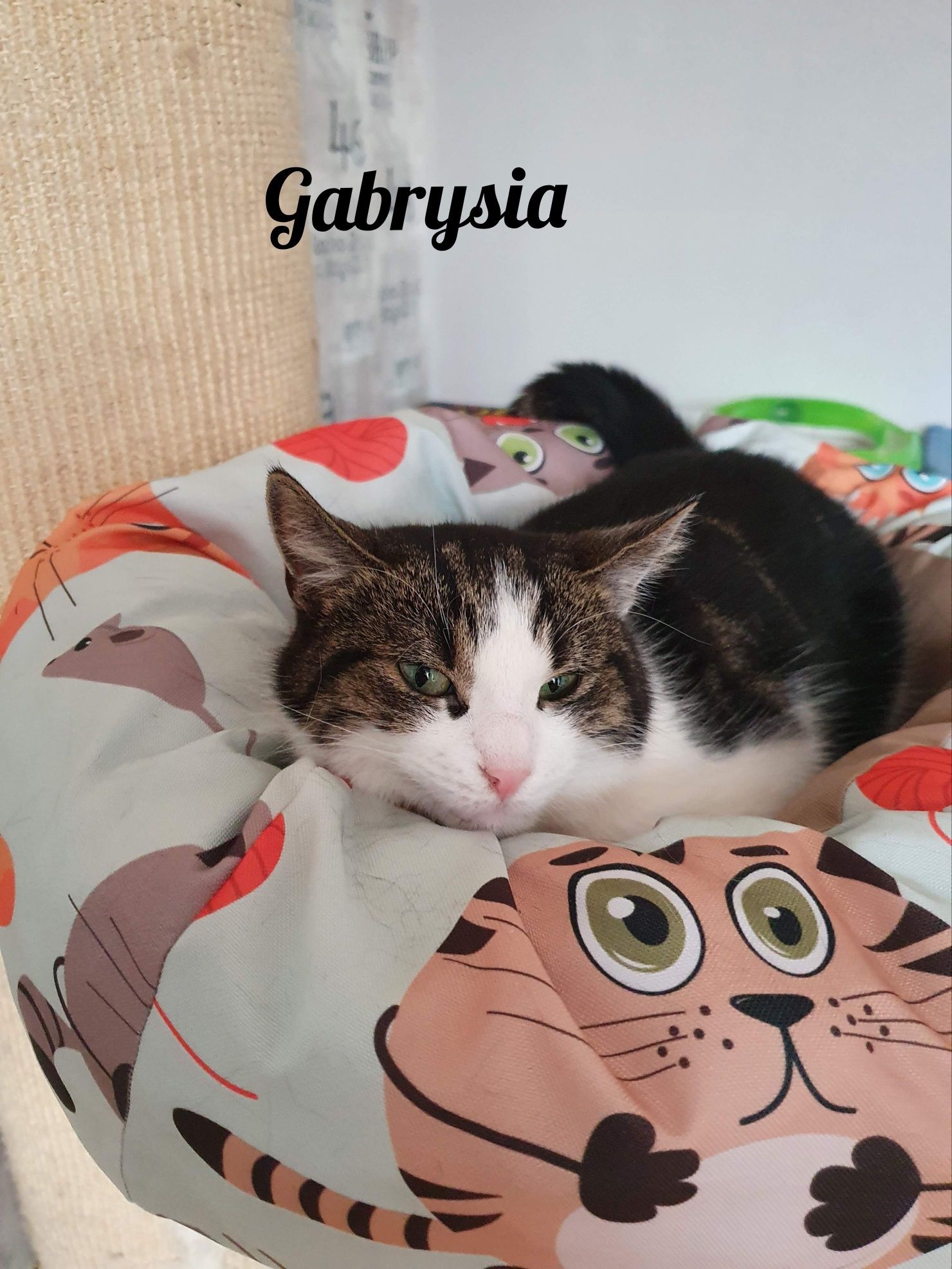 Milutka Gabrysia szuka domu