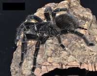 Lasiodora parahybana парахибана паук птицеед для новичков