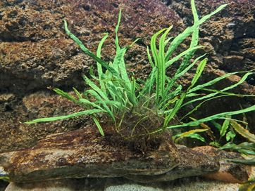 Roślina akwariowa microsorium narrow