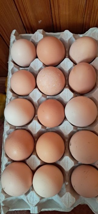 Sprzedam jajka wiejskie