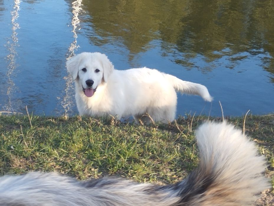 Owczarek podhalański suczka