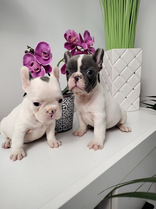 Buldog francuski