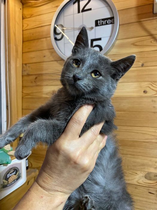 Сіренький котик шукає дім