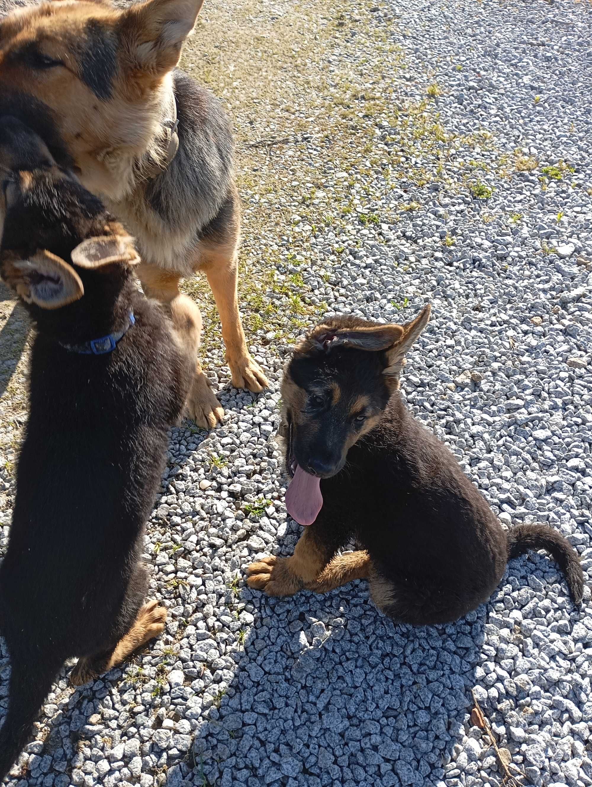 Cachorros linha de trabalho