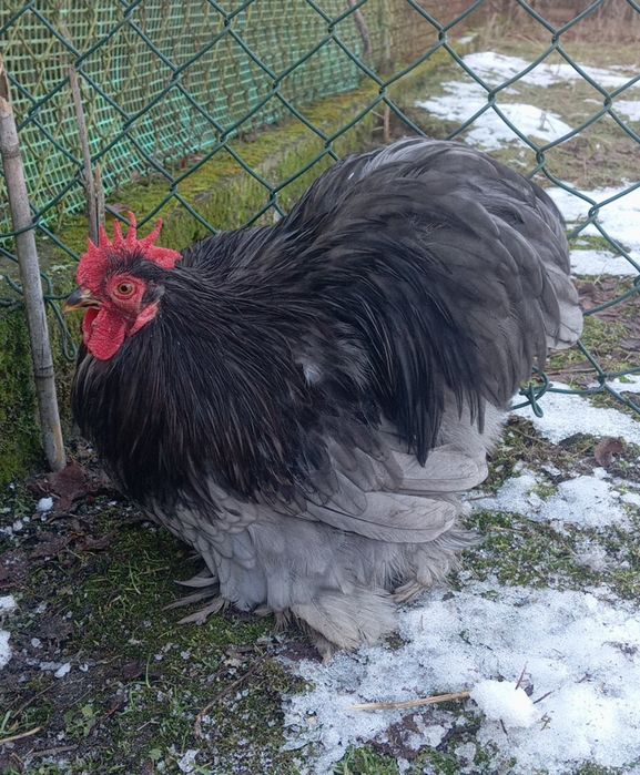 Koguty karzełek kochin