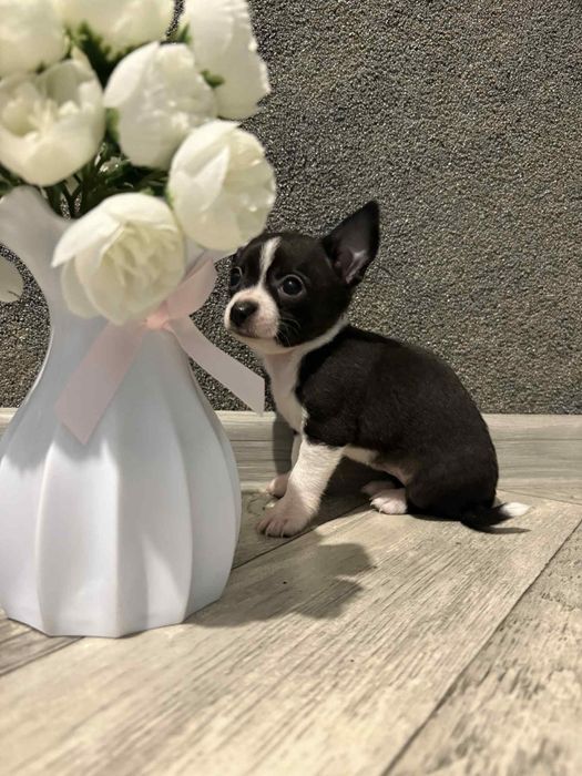 Chihuahua dziewczynka