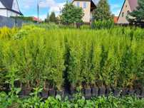 Thuja Smaragd 30-40 cm w Donicy  Podlaska TANI DOWÓZ Tuja Szmaragd